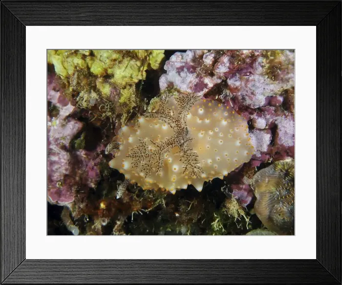 Framed Print : A patterned nudibranch, Batangas Halgerda (Halgerda batangas) Framed Print : A patterned nudibranch, Batangas Halgerda (Halgerda batangas)
