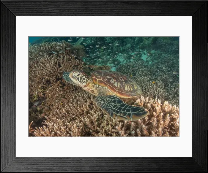 Framed Print : Hawksbill sea turtle in the Sea of the Philippines Framed Print : Hawksbill sea turtle in the Sea of the Philippines