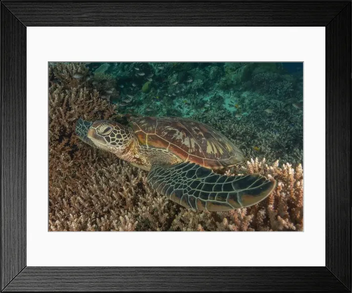 Framed Print : Hawksbill sea turtle in the Sea of the Philippines Framed Print : Hawksbill sea turtle in the Sea of the Philippines