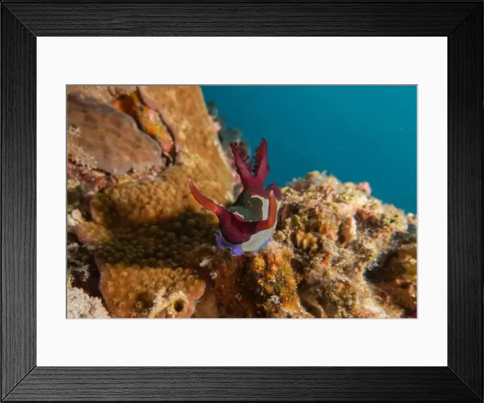 Framed Print : Sea slug in the Sea of the Philippines