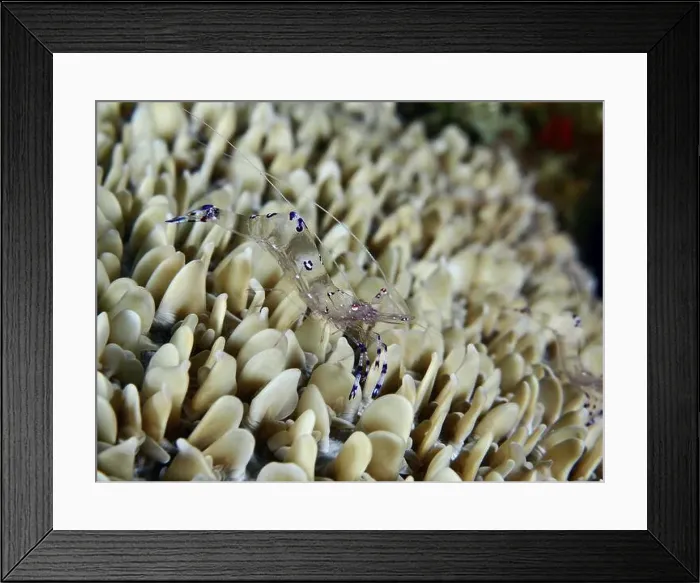 Framed Print : Transparent Saravati anemone partner shrimp (Ancylomenes sarasvati) on dense structure of beige corals in the sea