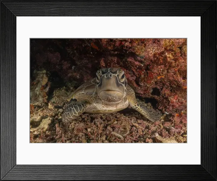 Framed Print : Hawksbill sea turtle in the Sea of the Philippines