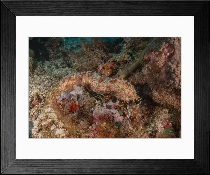 Framed Print : Sea cucumber in the Red Sea Colorful and beautiful, Eilat Israel Framed Print : Sea cucumber in the Red Sea Colorful and beautiful, Eilat Israel