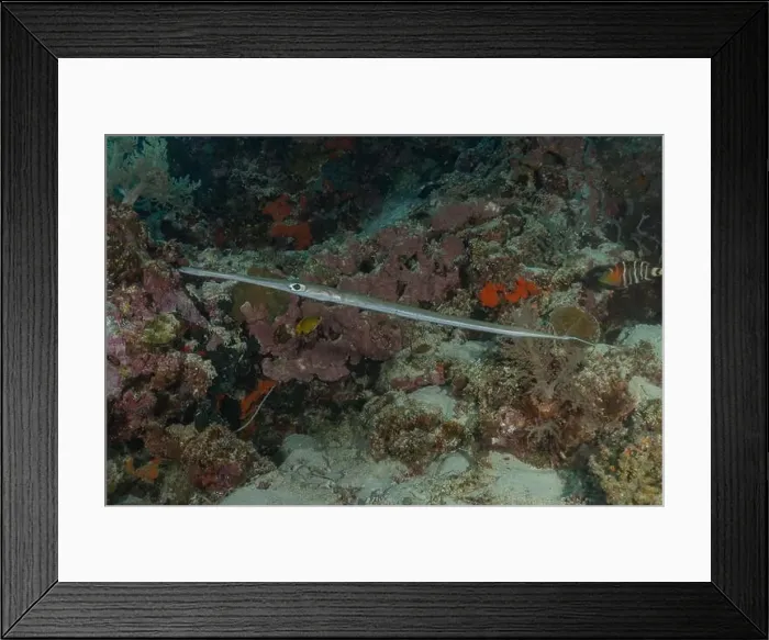 Framed Print : Squid in the Red Sea Colorful and beautiful, Eilat Israel Framed Print : Squid in the Red Sea Colorful and beautiful, Eilat Israel