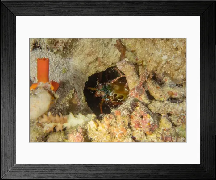 Framed Print : Painted Lobster(Panulirus versicolor) at the Tubbataha Reef National Park Philippines Framed Print : Painted Lobster(Panulirus versicolor) at the Tubbataha Reef National Park Philippines