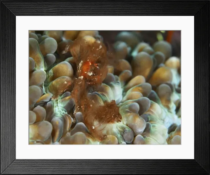 Framed Print : An orang-utan crab (Achaeus japonicus) with long hairs on a coral Framed Print : An orang-utan crab (Achaeus japonicus) with long hairs on a coral