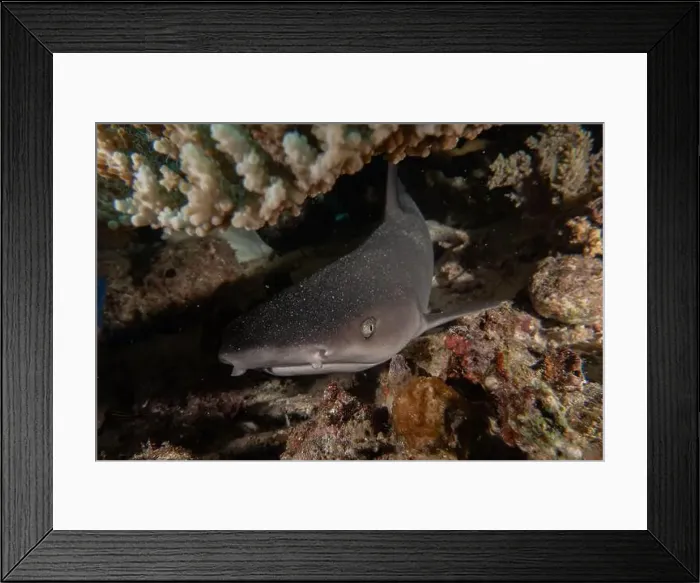 Framed Print : Thresher Shark swimming in the Sea of the Philippines Framed Print : Thresher Shark swimming in the Sea of the Philippines
