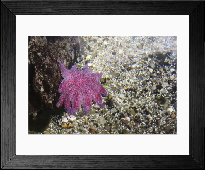 Framed Print : pink Pycnopodia helianthoides on a gray stone background in clear seawater Framed Print : pink Pycnopodia helianthoides on a gray stone background in clear seawater