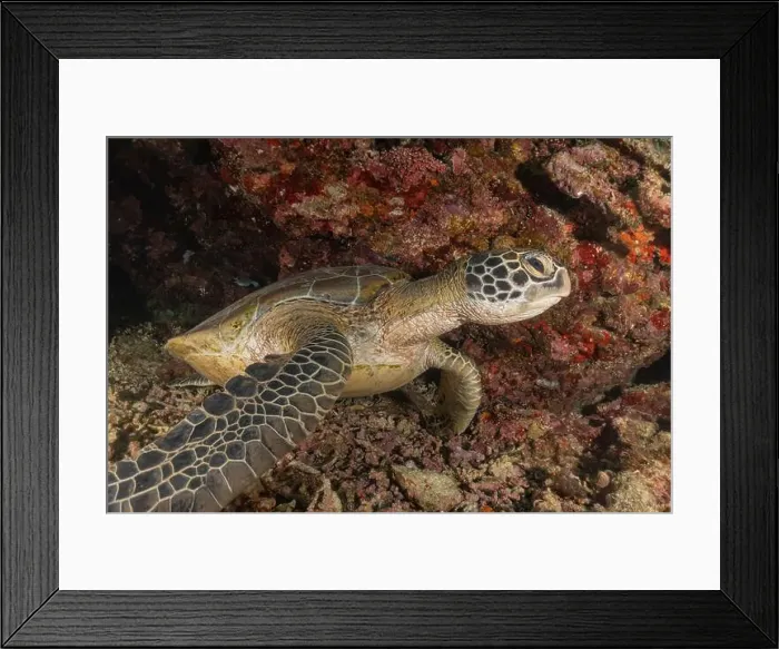 Framed Print : Hawksbill sea turtle in the Sea of the Philippines