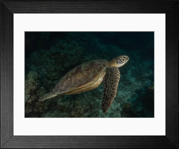 Framed Print : Hawksbill sea turtle in the Sea of the Philippines Framed Print : Hawksbill sea turtle in the Sea of the Philippines