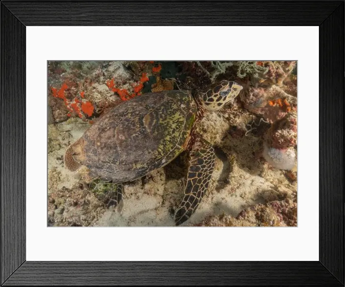 Framed Print : Hawksbill sea turtle in the Sea of the Philippines Framed Print : Hawksbill sea turtle in the Sea of the Philippines