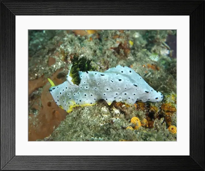 Framed Print : White nudibranch with black dots Framed Print : White nudibranch with black dots