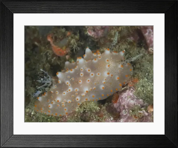 Framed Print : A nudibranch with orange dots, Batangas Halgerda (Halgerda batangas) Framed Print : A nudibranch with orange dots, Batangas Halgerda (Halgerda batangas)