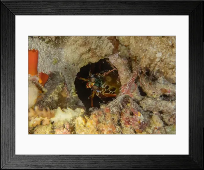 Framed Print : Painted Lobster(Panulirus versicolor) at the Tubbataha Reef National Park Philippines