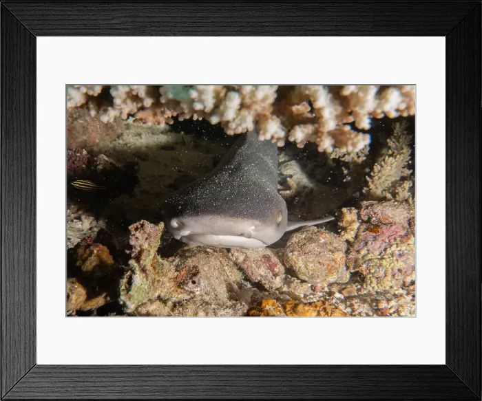 Framed Print : Thresher Shark swimming in the Sea of the Philippines Framed Print : Thresher Shark swimming in the Sea of the Philippines