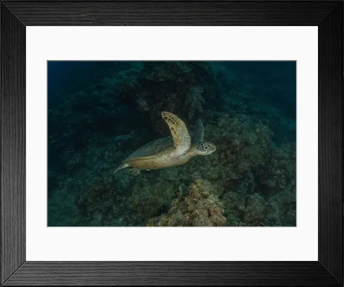 Framed Print : Hawksbill sea turtle in the Sea of the Philippines Framed Print : Hawksbill sea turtle in the Sea of the Philippines