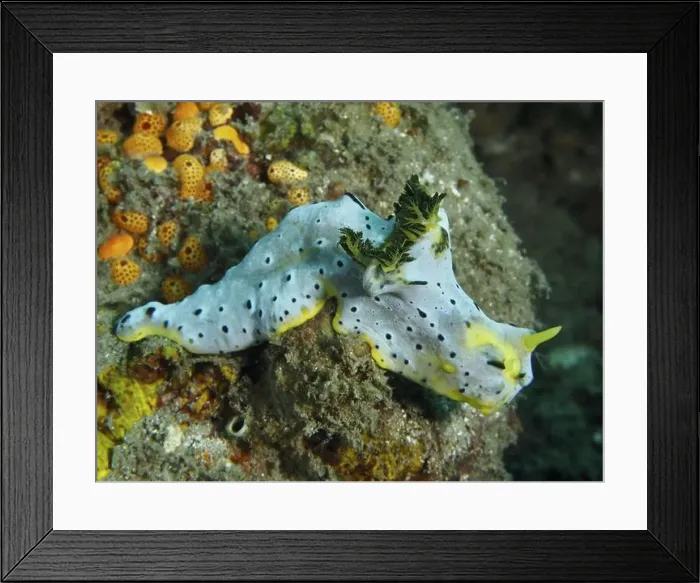 Framed Print : Yellow and grey nudibranch, grey banana nudibranch (Notodoris serenae) Framed Print : Yellow and grey nudibranch, grey banana nudibranch (Notodoris serenae)