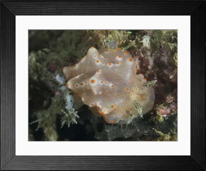 Framed Print : A patterned nudibranch with orange dots Framed Print : A patterned nudibranch with orange dots