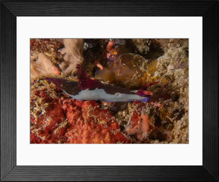 Framed Print : Sea slug in the Sea of the Philippines Framed Print : Sea slug in the Sea of the Philippines
