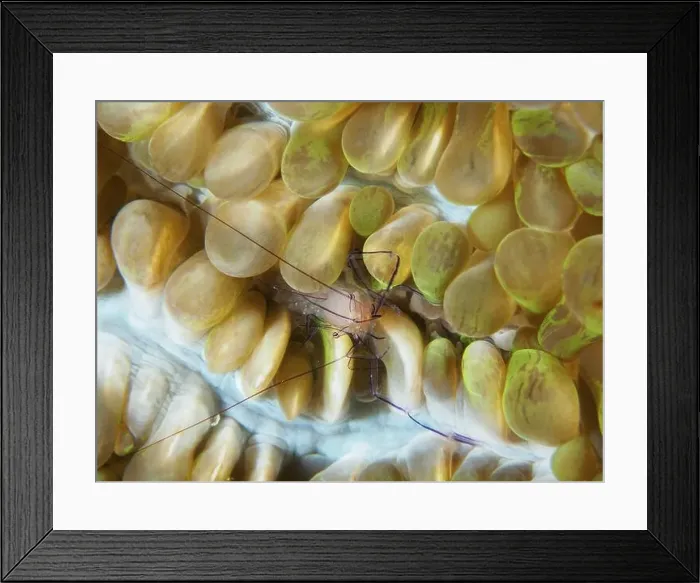 Framed Print : A Philippine bubble coral shrimp (Palaemonella philippinensis) on a bubble coral Framed Print : A Philippine bubble coral shrimp (Palaemonella philippinensis) on a bubble coral