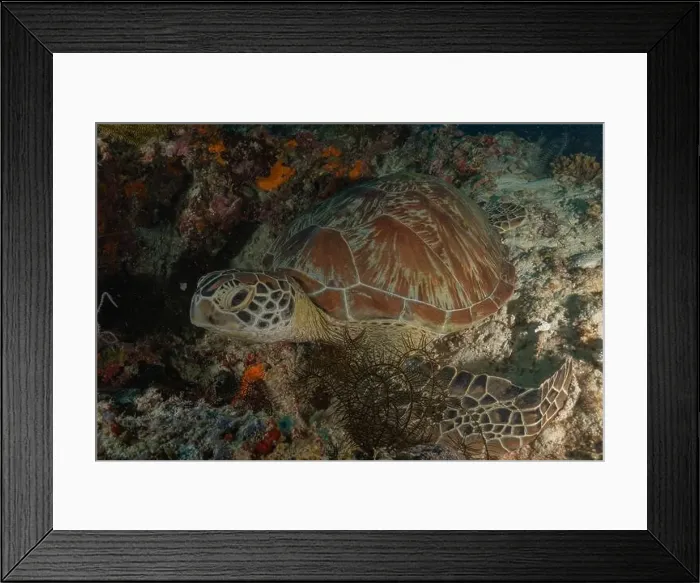 Framed Print : Hawksbill sea turtle in the Sea of the Philippines Framed Print : Hawksbill sea turtle in the Sea of the Philippines