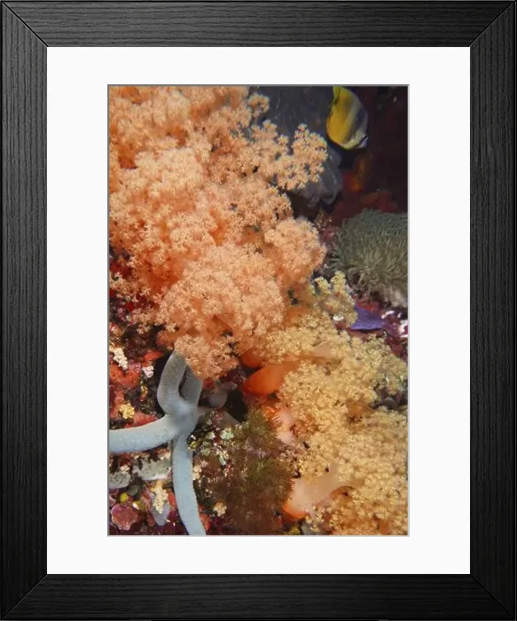 Framed Print : Exotic underwater landscape with bright orange tree coral (Dendronephthya) and other sea creatures Framed Print : Exotic underwater landscape with bright orange tree coral (Dendronephthya) and other sea creatures
