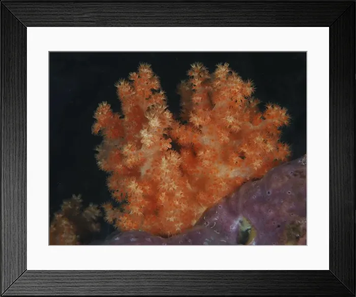 Framed Print : Orange tree coral (Dendronephthya) unfolding on a seabed Framed Print : Orange tree coral (Dendronephthya) unfolding on a seabed