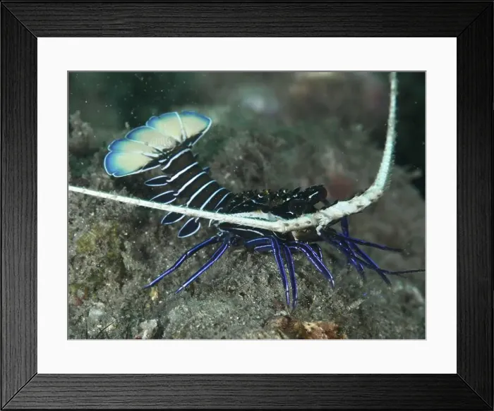 Framed Print : Painted rock crayfish (Panulirus versicolor) with prominent blue stripes Framed Print : Painted rock crayfish (Panulirus versicolor) with prominent blue stripes