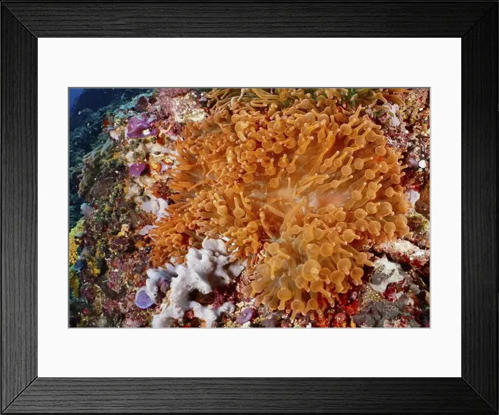 Framed Print : Colourful copper anemone (Entacmaea quadricolor) and corals in bright orange glow under water Framed Print : Colourful copper anemone (Entacmaea quadricolor) and corals in bright orange glow under water