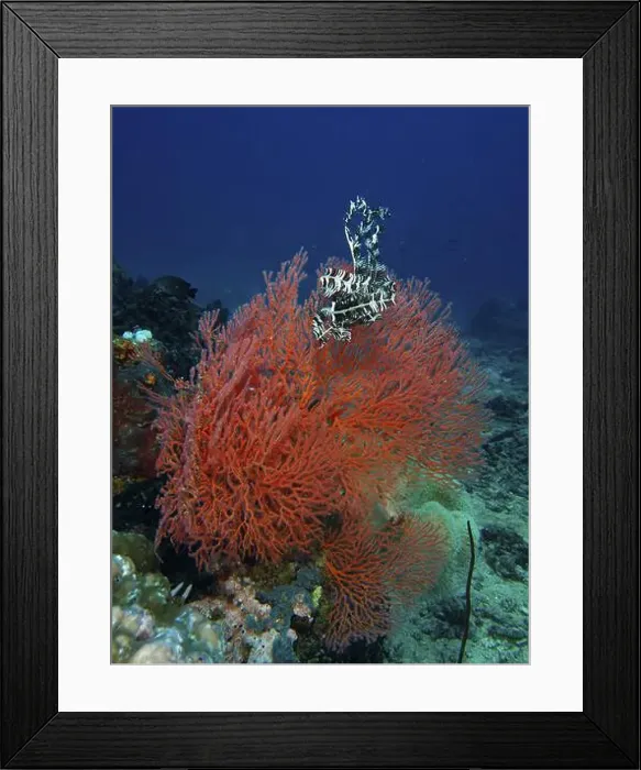 Framed Print : Red knot fan (Melithaea ochracea) with feather star in the ocean Framed Print : Red knot fan (Melithaea ochracea) with feather star in the ocean