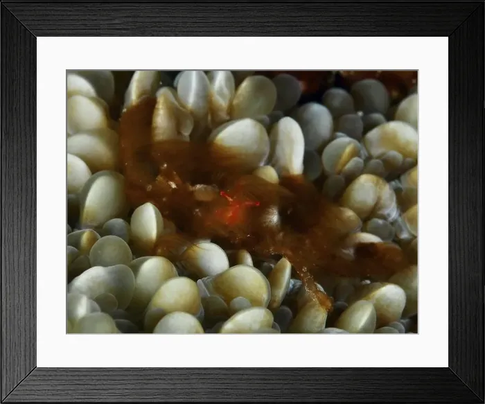 Framed Print : An orang-utan crab (Achaeus japonicus) with conspicuous eyes on a coral Framed Print : An orang-utan crab (Achaeus japonicus) with conspicuous eyes on a coral