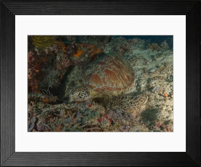 Framed Print : Hawksbill sea turtle in the Sea of the Philippines Framed Print : Hawksbill sea turtle in the Sea of the Philippines