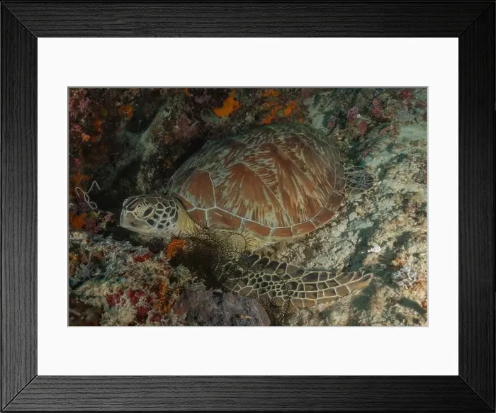 Framed Print : Hawksbill sea turtle in the Sea of the Philippines Framed Print : Hawksbill sea turtle in the Sea of the Philippines