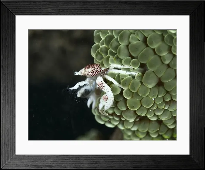 Framed Print : Spotted porcelain crab (Neopetrolisthes maculatus) clinging to a green sea anemone Framed Print : Spotted porcelain crab (Neopetrolisthes maculatus) clinging to a green sea anemone