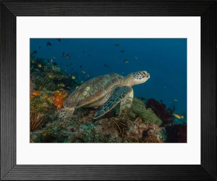 Framed Print : Hawksbill sea turtle in the Sea of the Philippines Framed Print : Hawksbill sea turtle in the Sea of the Philippines