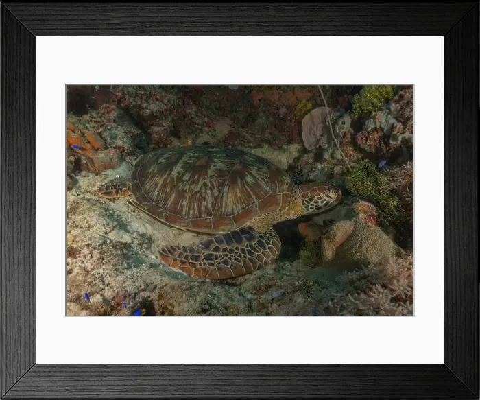 Framed Print : Hawksbill sea turtle in the Sea of the Philippines Framed Print : Hawksbill sea turtle in the Sea of the Philippines