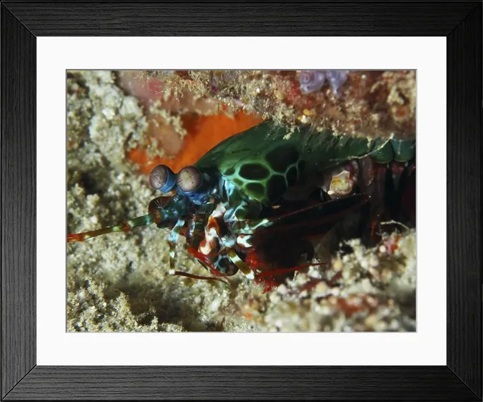 Framed Print : Green clown mantis shrimp (Odontodactylus scyllarus) in bright colours hidden in the sand Framed Print : Green clown mantis shrimp (Odontodactylus scyllarus) in bright colours hidden in the sand