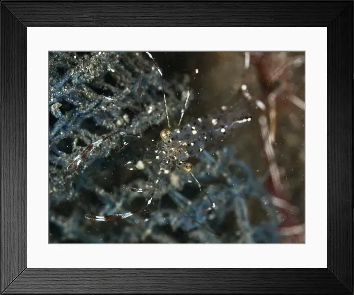 Framed Print : Close-up of a transparent shrimp Framed Print : Close-up of a transparent shrimp