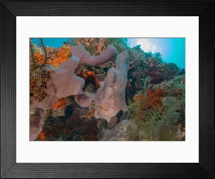 Framed Print : Coral reef and water plants in the Sea of the Philippines Framed Print : Coral reef and water plants in the Sea of the Philippines