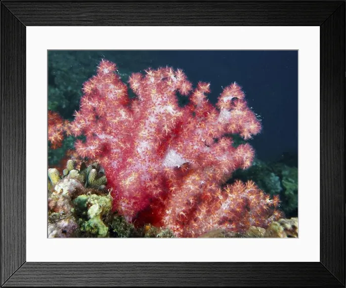Framed Print : Vibrant pink tree coral (Dendronephthya) stretch out under the blue-green water of the sea Framed Print : Vibrant pink tree coral (Dendronephthya) stretch out under the blue-green water of the sea