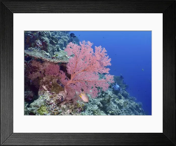 Framed Print : Red knot fan (Melithaea ochracea) on a colourful reef in a seascape Framed Print : Red knot fan (Melithaea ochracea) on a colourful reef in a seascape