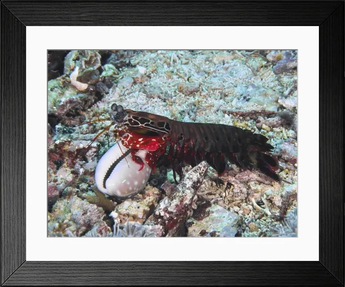 Framed Print : A clown mantis shrimp (Odontodactylus scyllarus) with a captured snail Framed Print : A clown mantis shrimp (Odontodactylus scyllarus) with a captured snail