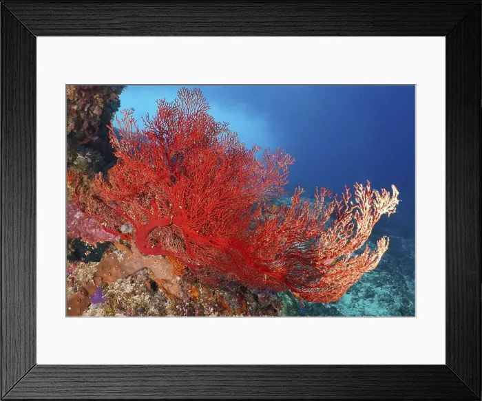 Framed Print : Red knot fan (Melithaea ochracea) shows vivid colours in the deep underwater world Framed Print : Red knot fan (Melithaea ochracea) shows vivid colours in the deep underwater world