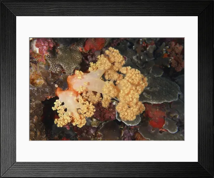 Framed Print : Close-up of colourful corals, including yellow tree coral (Dendronephthya) Framed Print : Close-up of colourful corals, including yellow tree coral (Dendronephthya)
