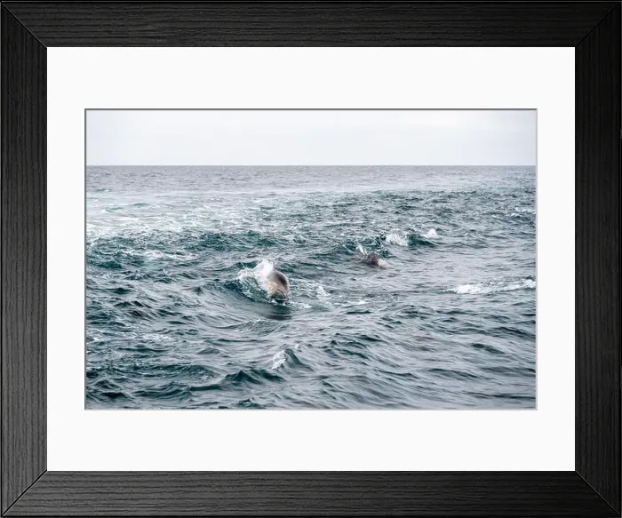 Framed Print : Dolphins Splash In The Waves Of Pacific Ocean off the California Coast Framed Print : Dolphins Splash In The Waves Of Pacific Ocean off the California Coast