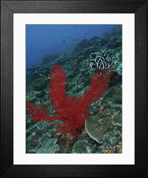 Framed Print : Bright red corals, Red knot fan (Melithaea ochracea)