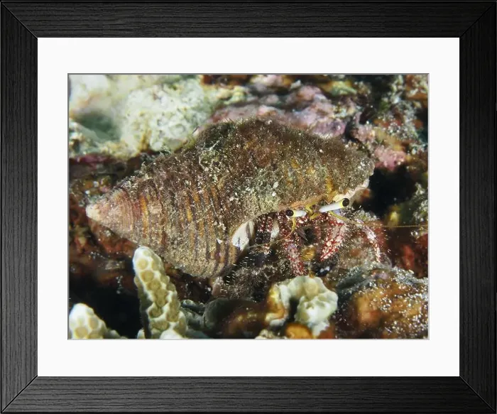 Framed Print : Dark-kneed hermit crab (Dardanus lagopodes) in an algae-covered snail shell between corals Framed Print : Dark-kneed hermit crab (Dardanus lagopodes) in an algae-covered snail shell between corals