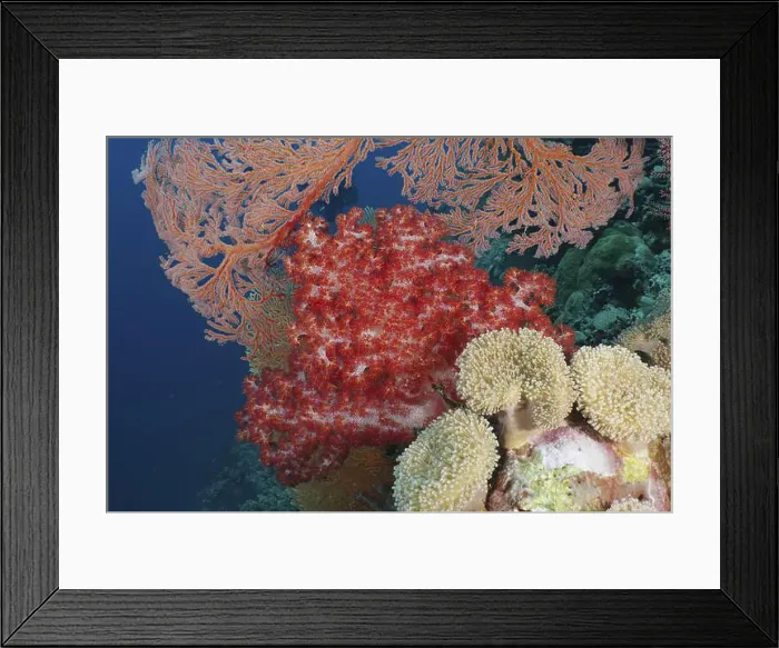 Framed Print : Red tree coral (Dendronephthya) Framed Print : Red tree coral (Dendronephthya)