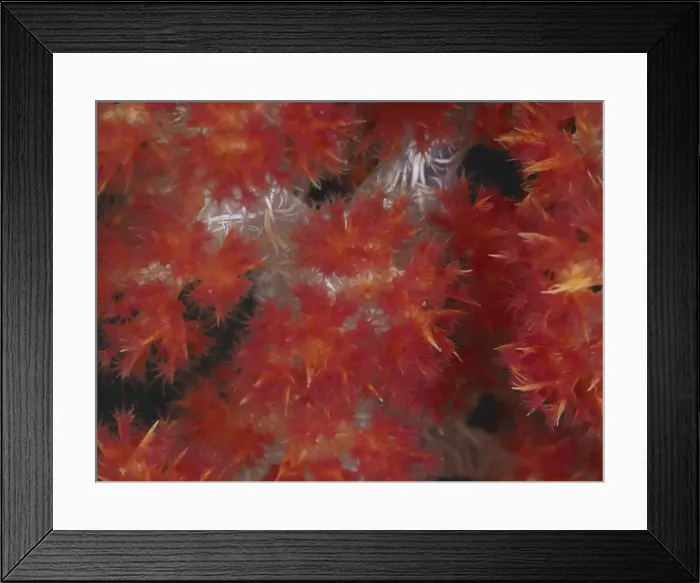 Framed Print : Close-up of red tree coral (Dendronephthya) with soft Framed Print : Close-up of red tree coral (Dendronephthya) with soft