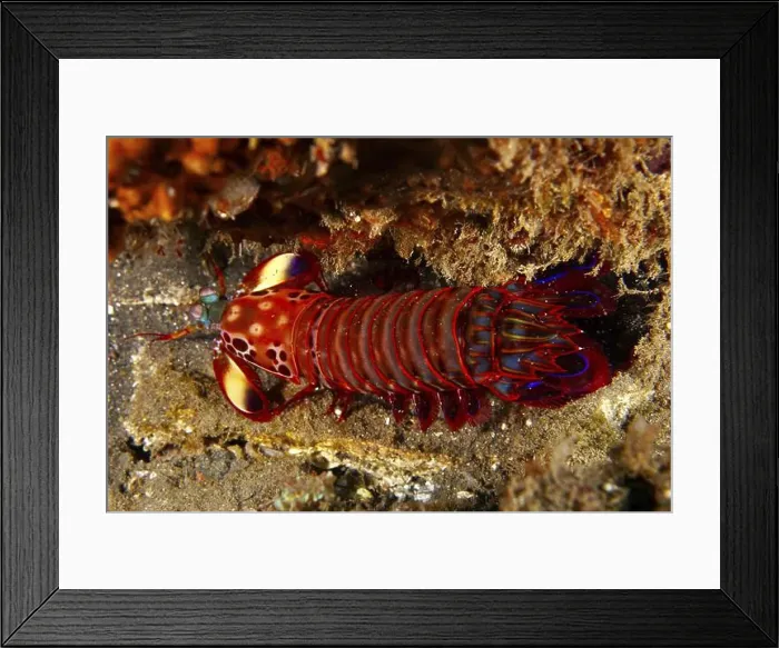 Framed Print : Red clown mantis shrimp (Odontodactylus scyllarus) with distinctive exoskeleton under a rock in the sea Framed Print : Red clown mantis shrimp (Odontodactylus scyllarus) with distinctive exoskeleton under a rock in the sea